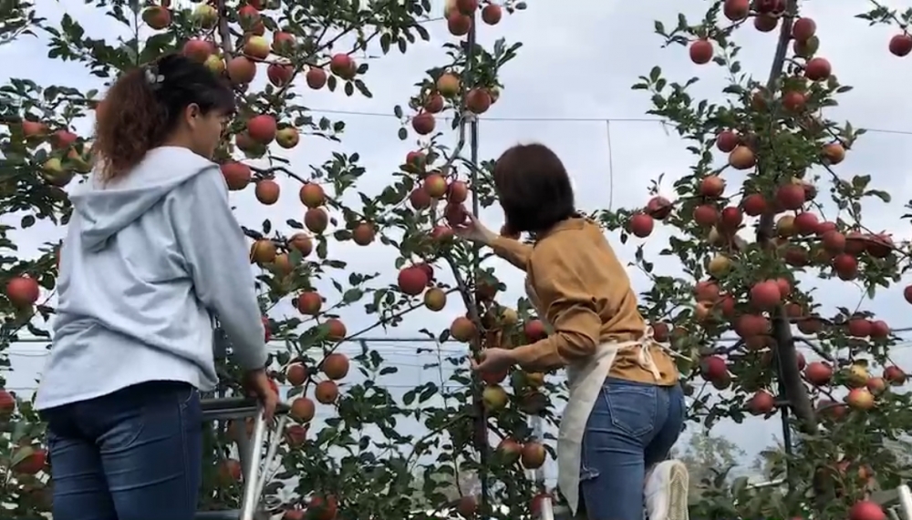 產地直擊-青森農家栽種法